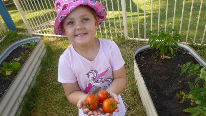 Child holding three tomatoes