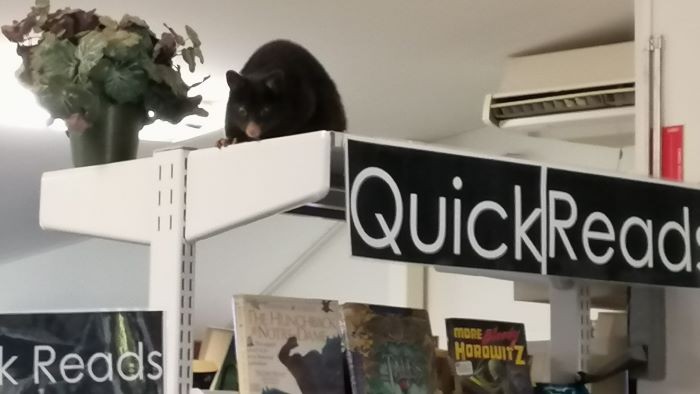 A possum sits on the top library shelf