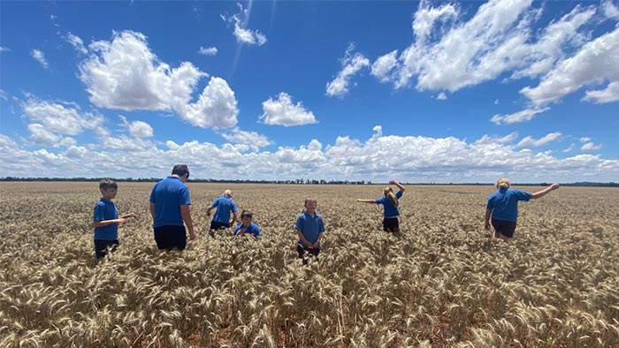 Seven students walk among a wheat crop under a blue sky.