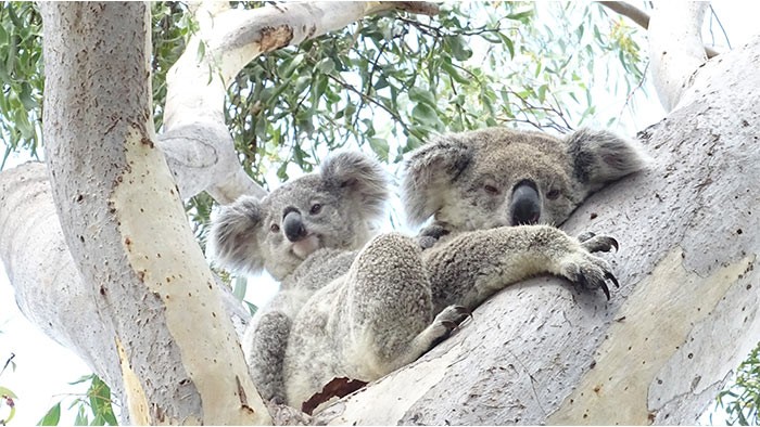 Two koalas in a tree for