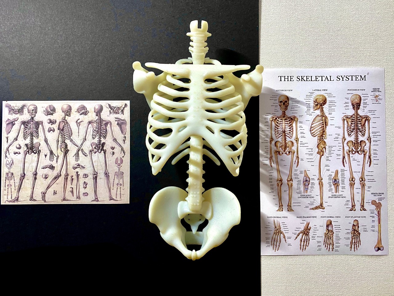 3D model of a partial skeleton, with skeleton images on either sides