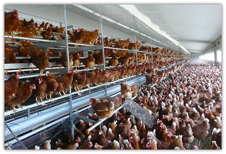 hundreds of fowls in intensive production