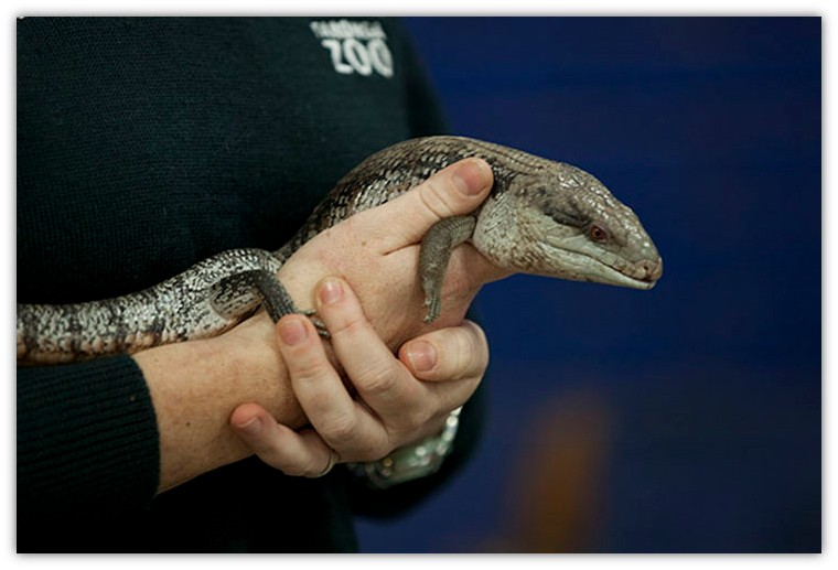 person holding a blue tongue lizard