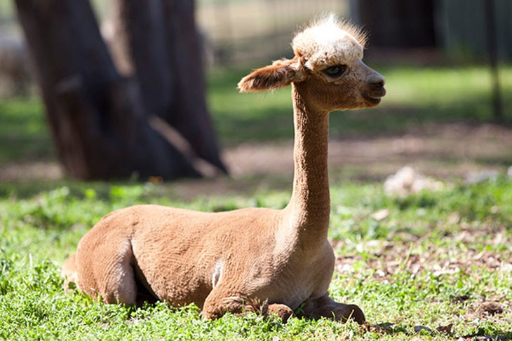 young alpaca resting in the sun