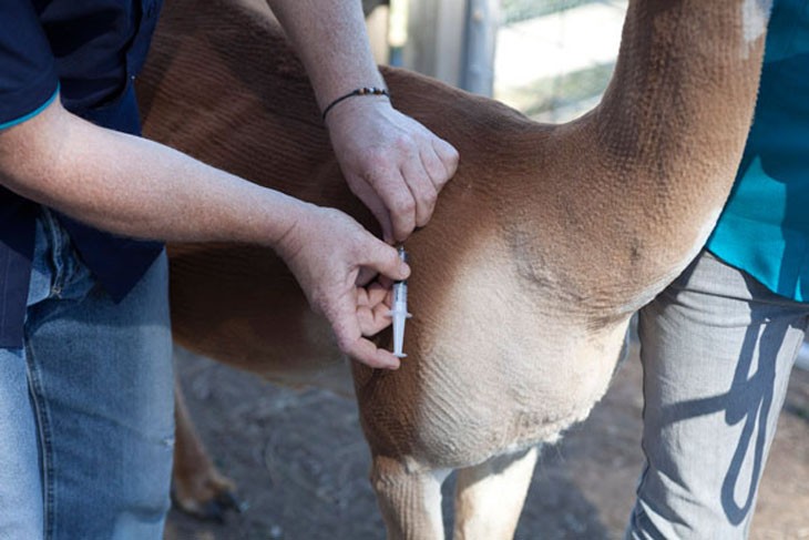 alpaca getting an injection