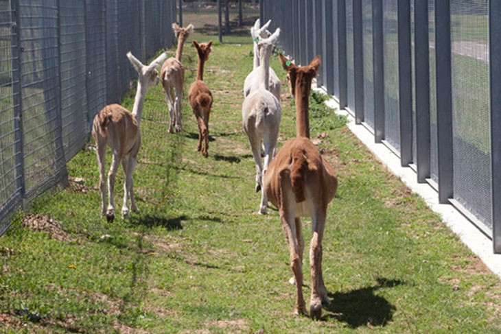 Alpacas walking between 2 fences