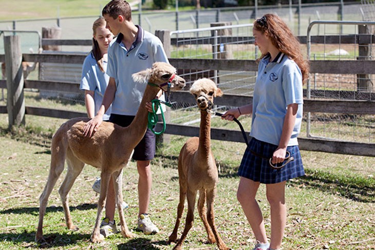 2 students using a halter to control their alpacas