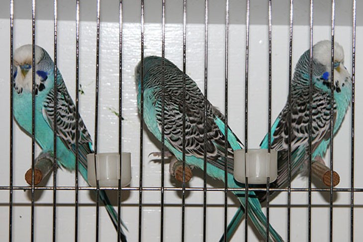 3 blue budgies in a cage