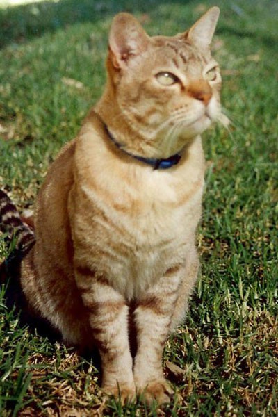 ginger cat sitting on grass