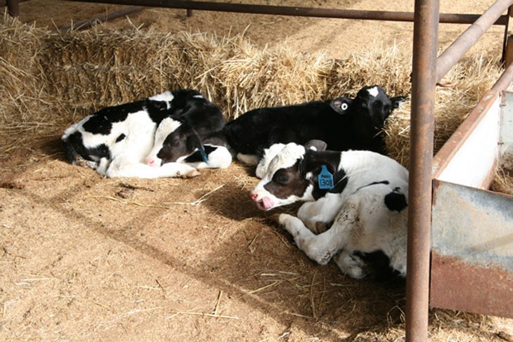 3 calves laying near bales of hay