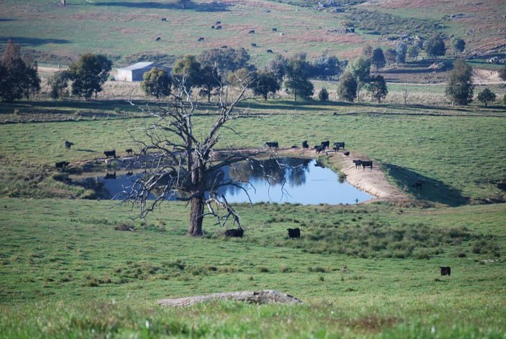 large paddock with a dam and a few cattle