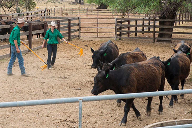 Livestock handling – cattle