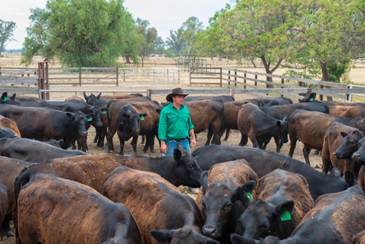 person with cattle forming a circle around him