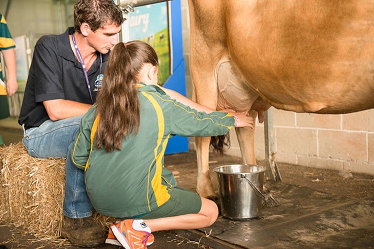 student milking a cow under supervision