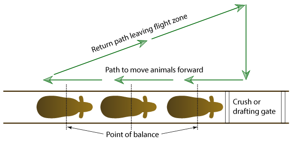 Diagram showing how a line of cattle is moved forward towards a gate or crush