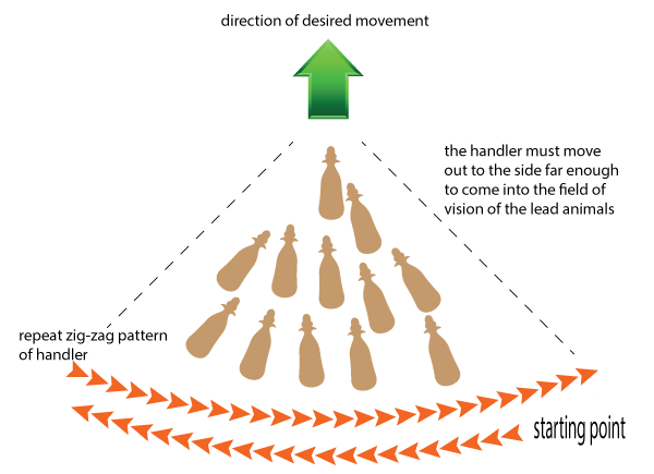 Diagram showing how a mob of cattle moves and is dependant on the position of the handler