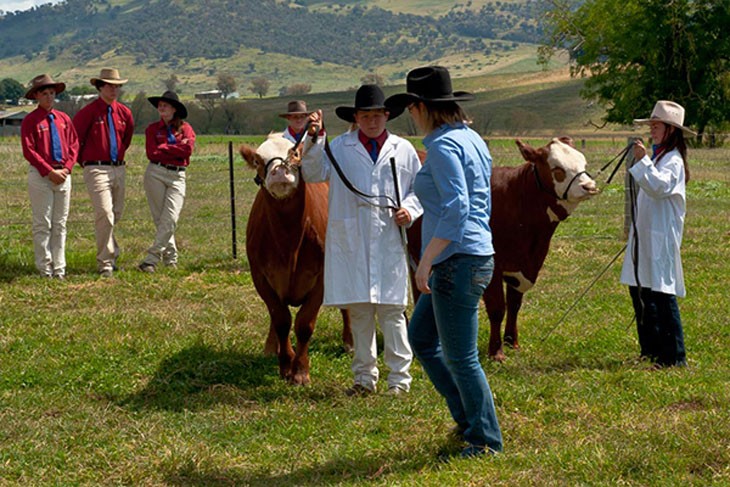 2 students showing cows to a judge