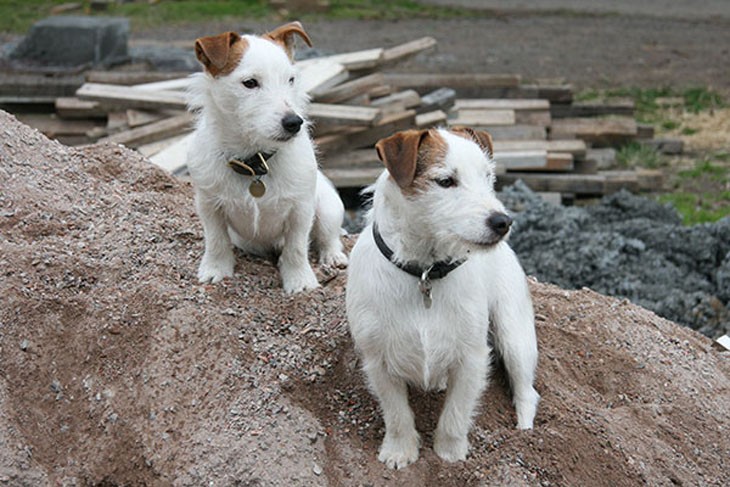 2 terriers with collars and tags