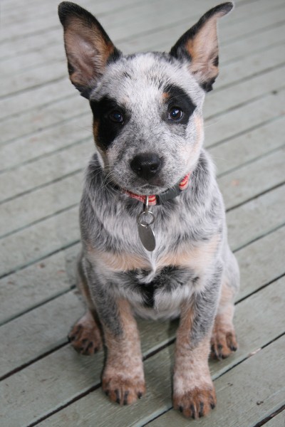 blue cattle dog pup