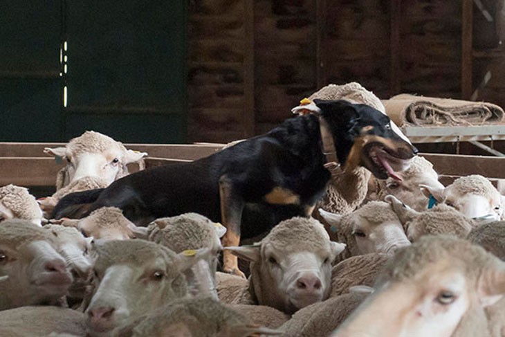 kelpie dog on top of a number of sheep