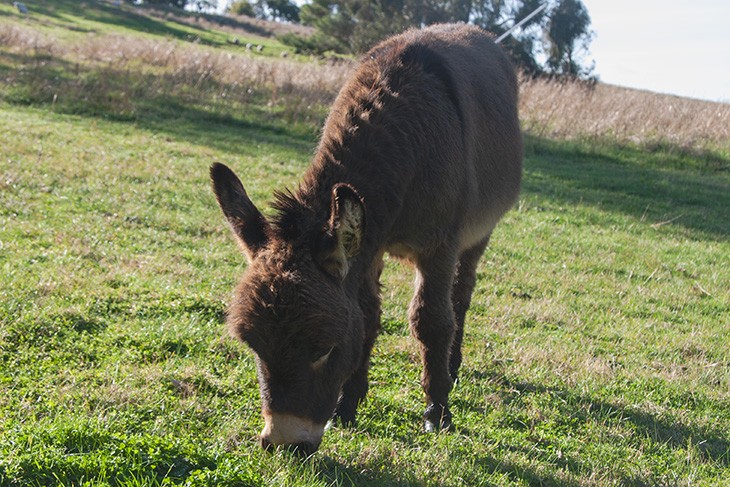 Donkey grazing in a paddock