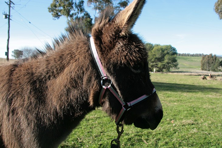 Halter fitted to a donkeys head
