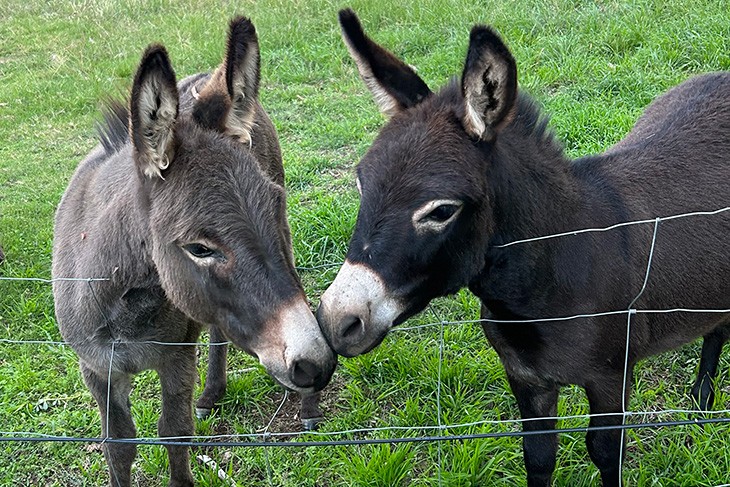 Two donkeys near a fence