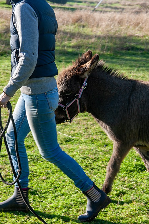 Donkey being led by a handler