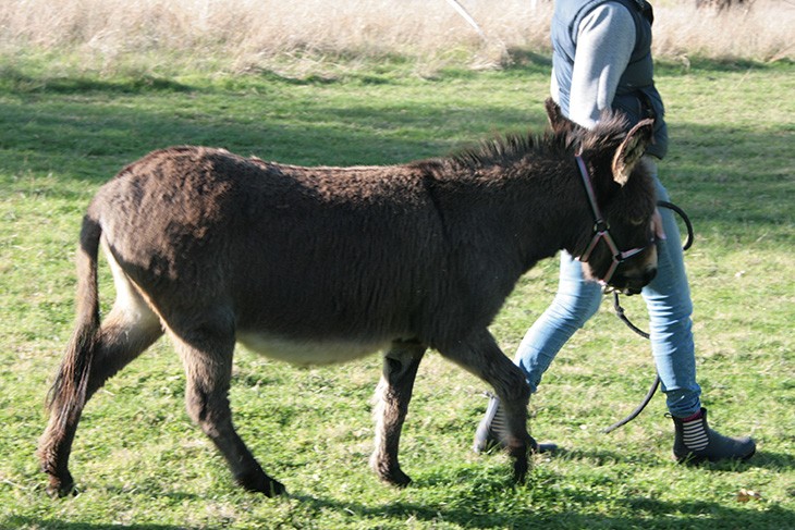 Handler leading a donkey