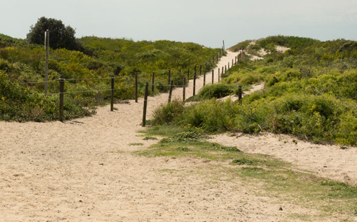 Designated walking track to the beach