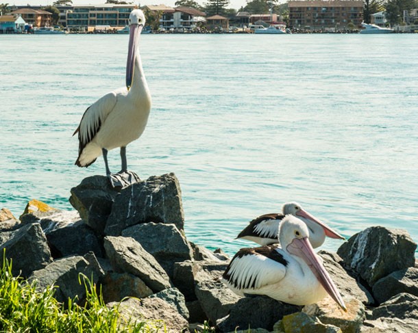 Pelicans resting on a breakwall