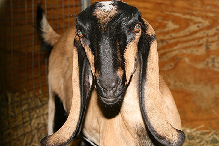 front on photo of a brown goat with a black face and long ears