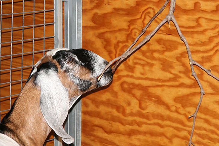 Goat in an enclosure eating a branch from below