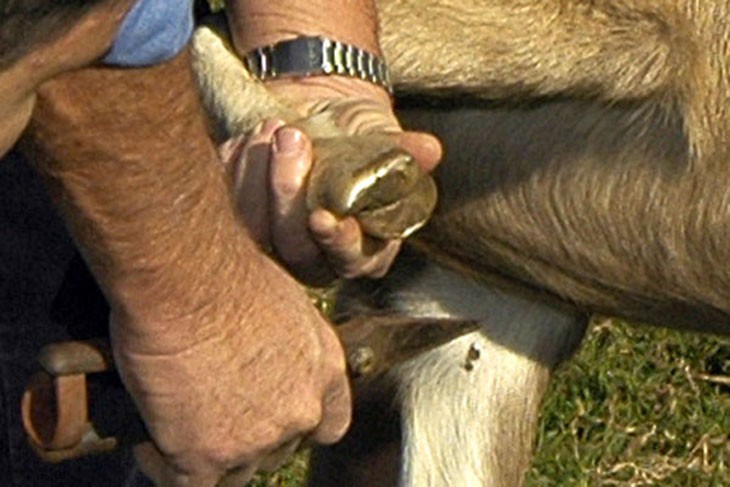 using shears to trim a goats hoof