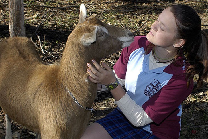goat being handled by student