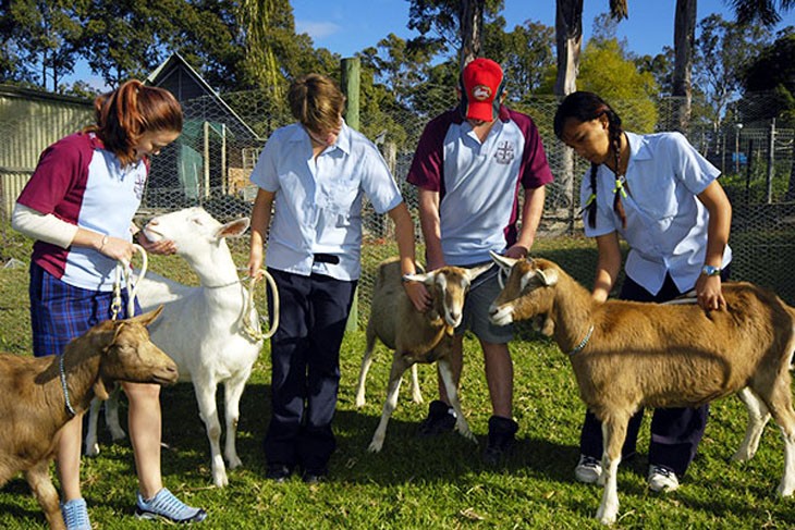 Four goats being handled with a lead by four students