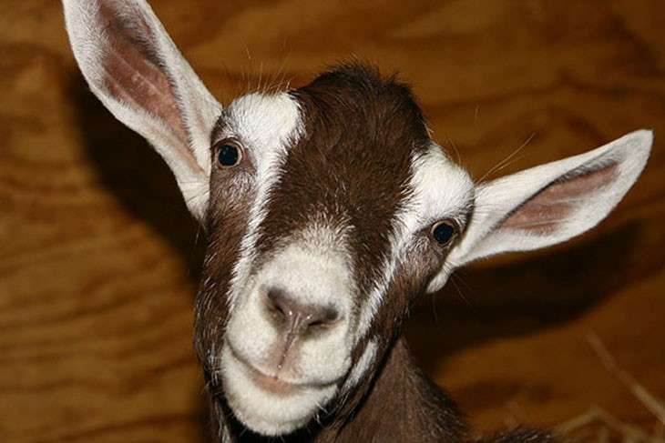 goats head showing prominent eyes