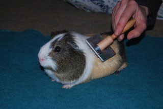 guinea pig being brushed
