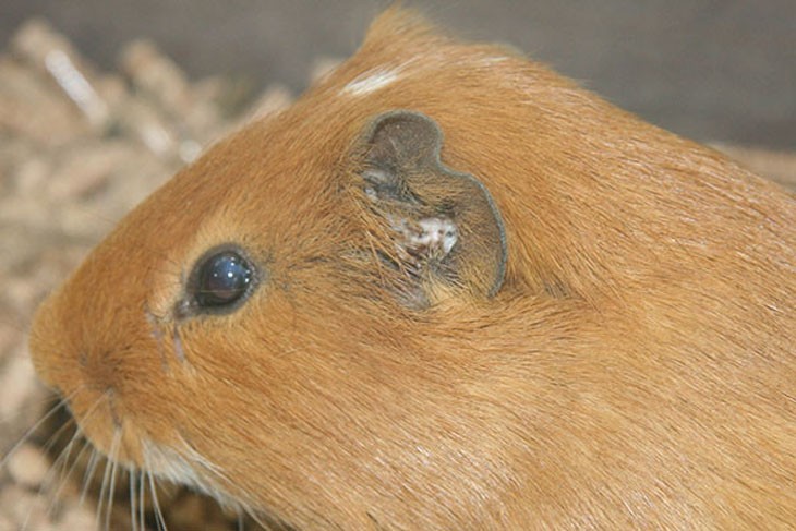 guinea pig head side on showing an ear