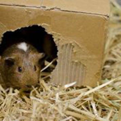 guinea pig poking its head out of a hole in a cardboard box
