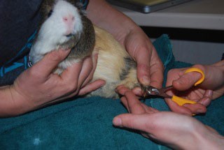 guinea pig toenails being clipped