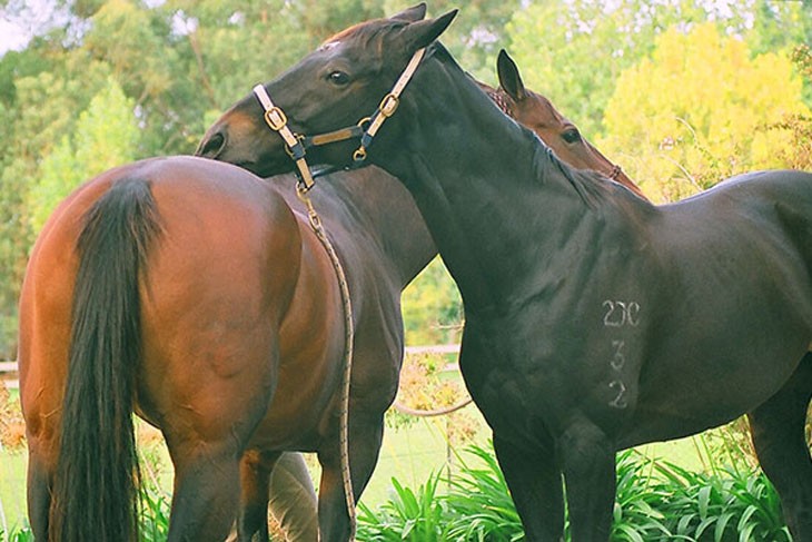 a horse grooming the back of another horse with its mouth