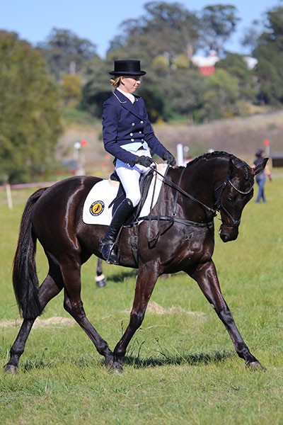 horse and rider in competition
