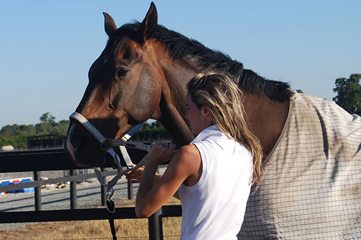 Why do we Measure Horses in Hands? - Top Flight Equestrian