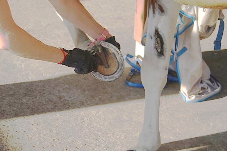 scraping the hoof of a horse