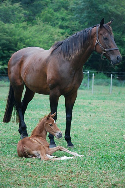 Mare standing over her resting foal