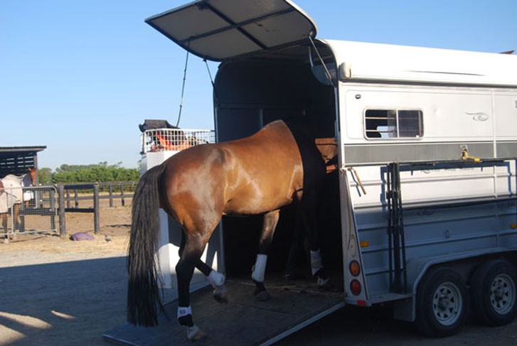 horse being led into a trailer
