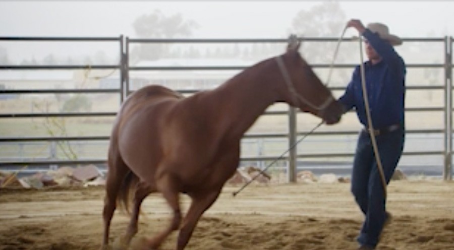 Horse handling and training