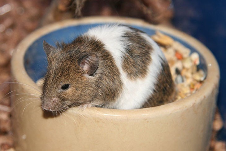 brown and white mouse in a bowl