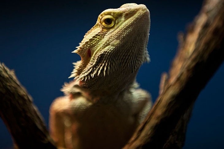 Australian native animals – Bearded dragons